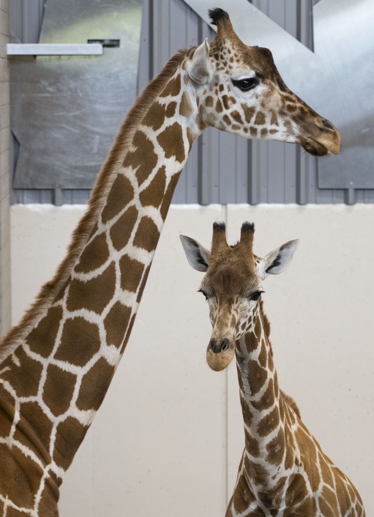 Giraffes, 05.24